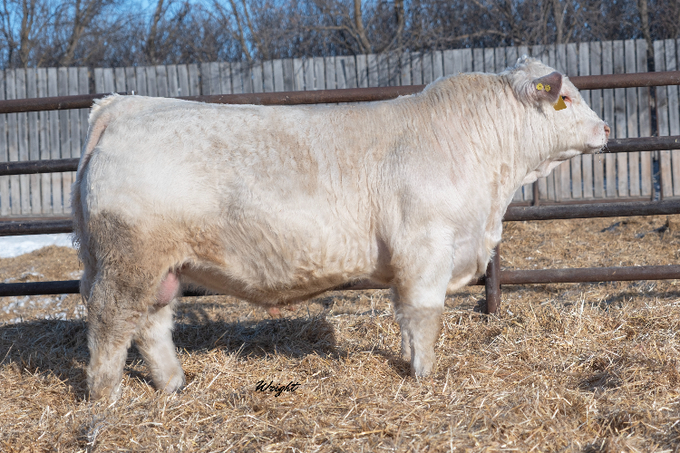 bull